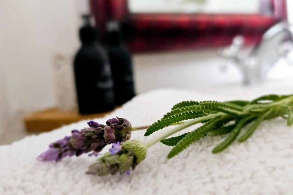 Grey Rabbit Cottage モンタギュー エクステリア 写真